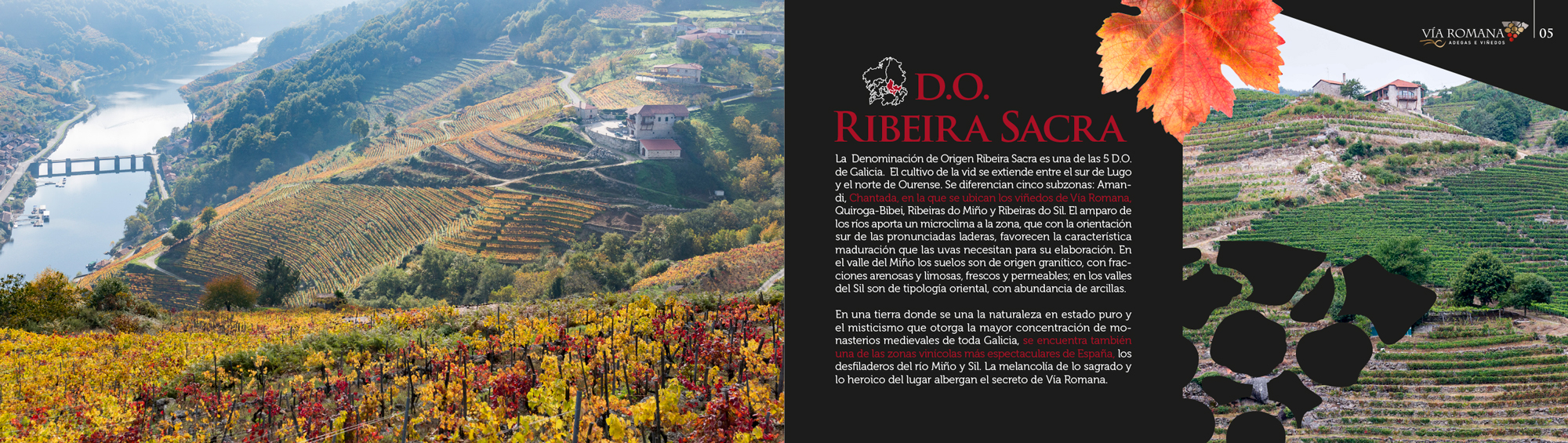 El vino que no entiende de prisas
